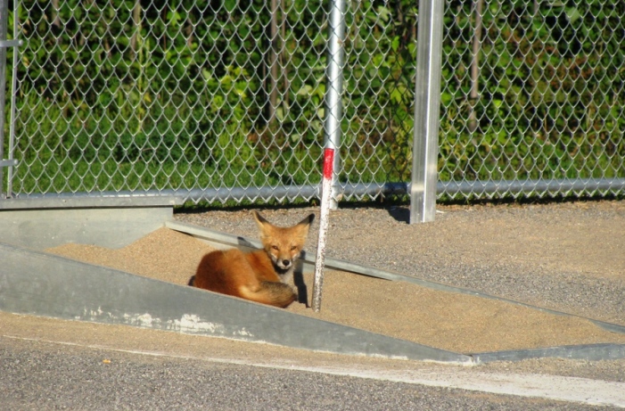 Renard roux au parc Équestre de Blainville.